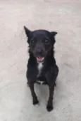 Pantera