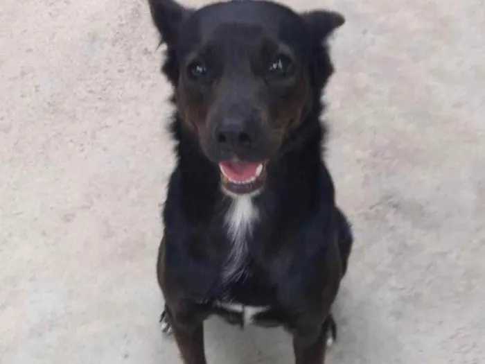 Cachorro ra a Vira lata idade 5 anos nome Pantera