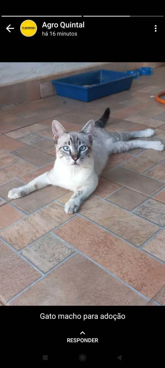Gato ra a Desconhecida idade 7 a 11 meses nome Indiana Jones 