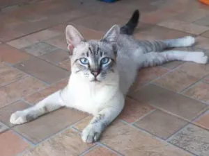 Gato raça Desconhecida idade 7 a 11 meses nome Indiana Jones 