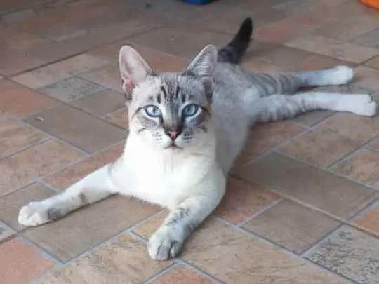 Gato ra a Desconhecida idade 7 a 11 meses nome Indiana Jones 