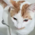 Tom