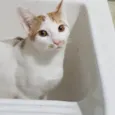 Tom