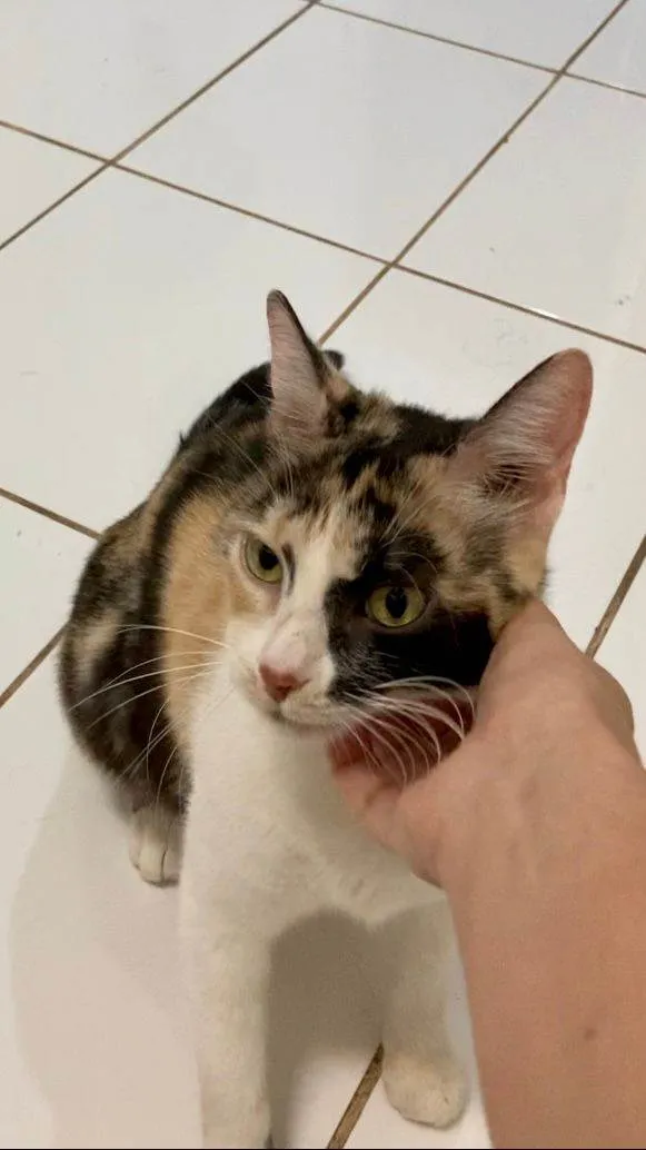 Gato ra a Felino SRD idade 1 ano nome Juma Fiv +
