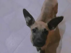 Cachorro raça Vira-lara idade 2 a 6 meses nome Amora