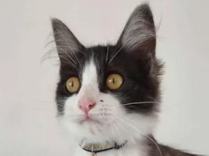 Gato raça SRD idade 2 a 6 meses nome TROVÃO