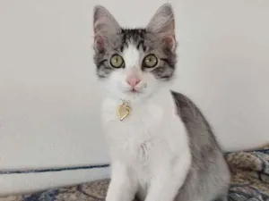 Gato raça SRD idade 2 a 6 meses nome SOL