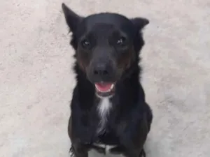 Cachorro raça Vira lata idade 5 anos nome Pantera