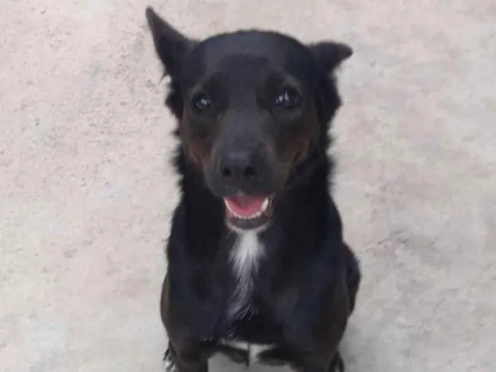 Cachorro ra a Vira lata idade 5 anos nome Pantera
