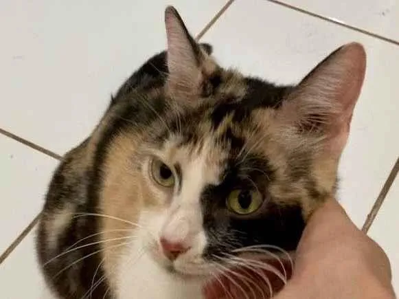 Gato ra a Felino SRD idade 1 ano nome Juma Fiv +