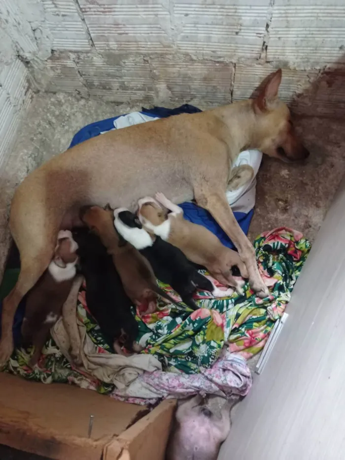Cachorro raça Indefinido  idade Abaixo de 2 meses nome Indefinido 