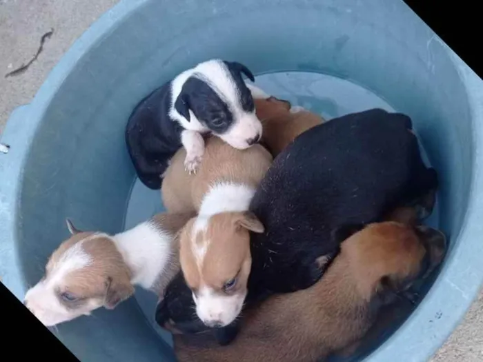 Cachorro raça Indefinido  idade Abaixo de 2 meses nome Indefinido 