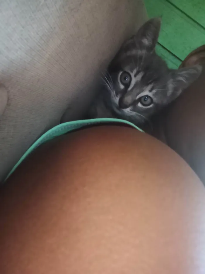 Gato ra a Felino idade Abaixo de 2 meses nome Tigrado 