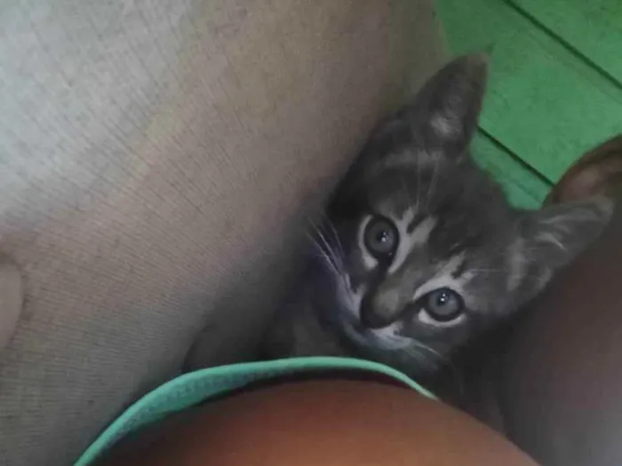 Gato ra a Felino idade Abaixo de 2 meses nome Tigrado 