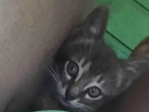 Gato raça Felino idade Abaixo de 2 meses nome Tigrado 
