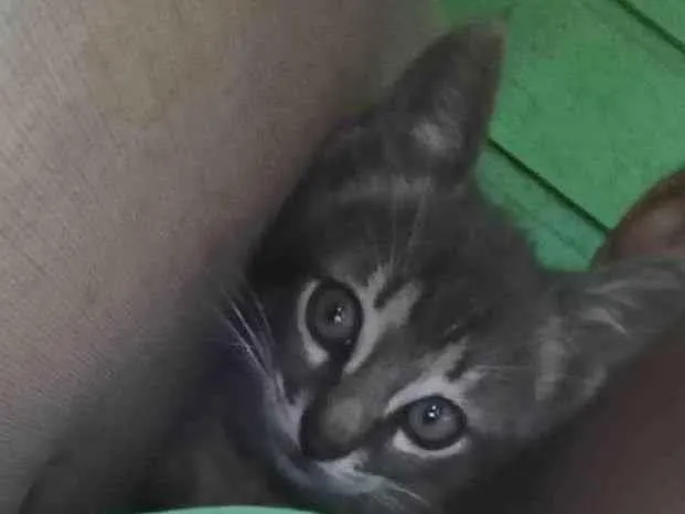 Gato ra a Felino idade Abaixo de 2 meses nome Tigrado 