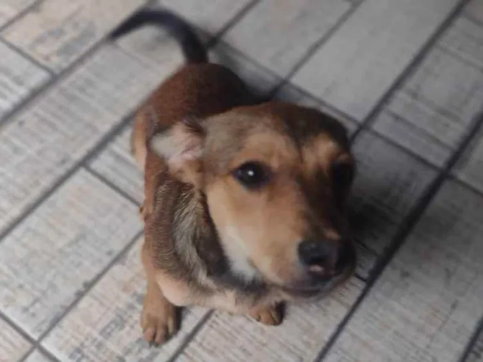 Cachorro ra a Vira lata idade 2 a 6 meses nome Sem nome