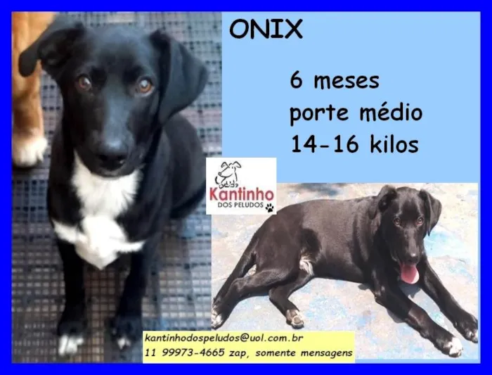 Cachorro raça SRD idade 2 a 6 meses nome Onix