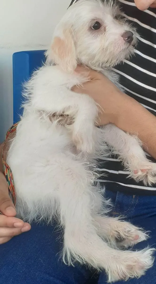 Cachorro raça Mestiço idade 2 a 6 meses nome Noah