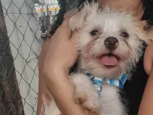 Cachorro raça Mestiço idade 2 a 6 meses nome Noah