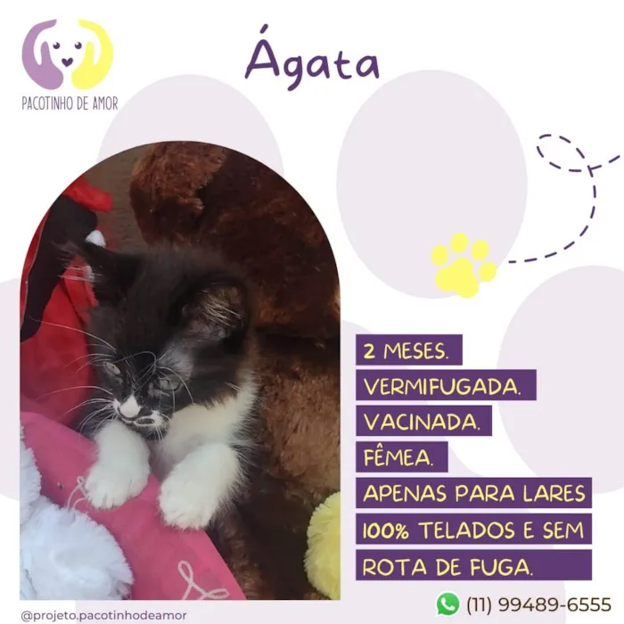 Gato raça Srd idade Abaixo de 2 meses nome Ágata 