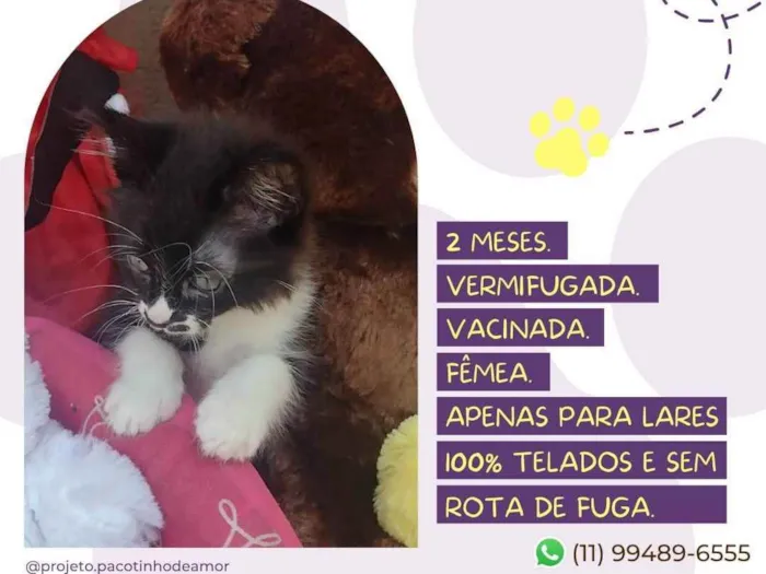 Gato raça Srd idade Abaixo de 2 meses nome Ágata 