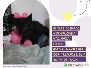 Gato raça Srd idade Abaixo de 2 meses nome Agnes
