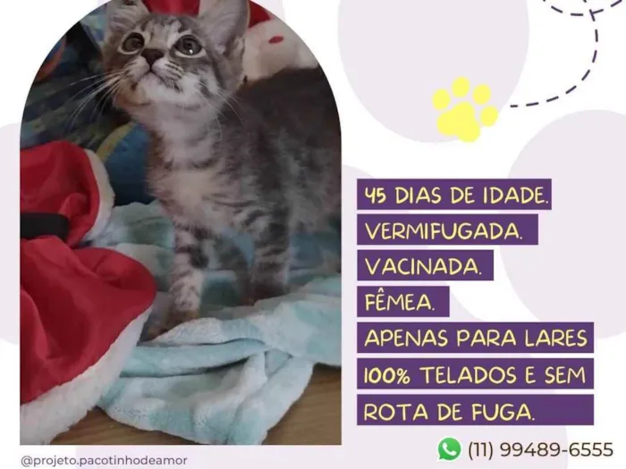 Gato raça Srd idade Abaixo de 2 meses nome Adele