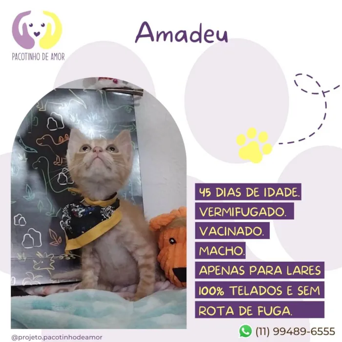 Gato raça Srd idade Abaixo de 2 meses nome Amadeu