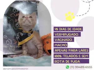 Gato raça Srd idade Abaixo de 2 meses nome Amadeu
