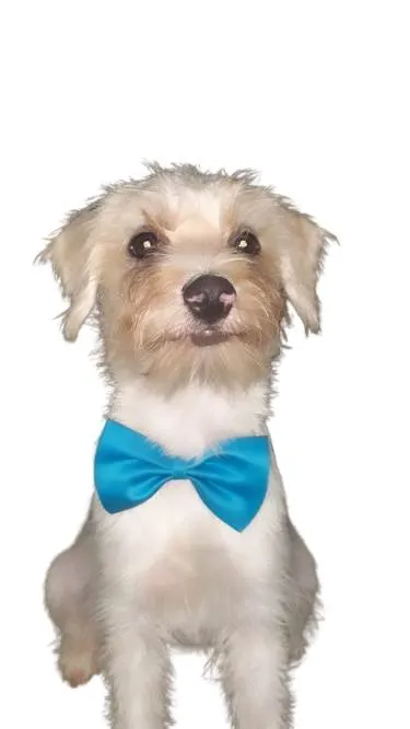 Cachorro raça Mestiço idade 2 a 6 meses nome Noah