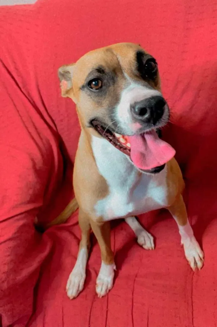Cachorro raça Boxer mestiço idade 1 ano nome Moana