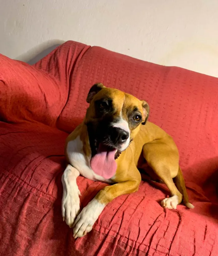 Cachorro raça Boxer mestiço idade 1 ano nome Moana