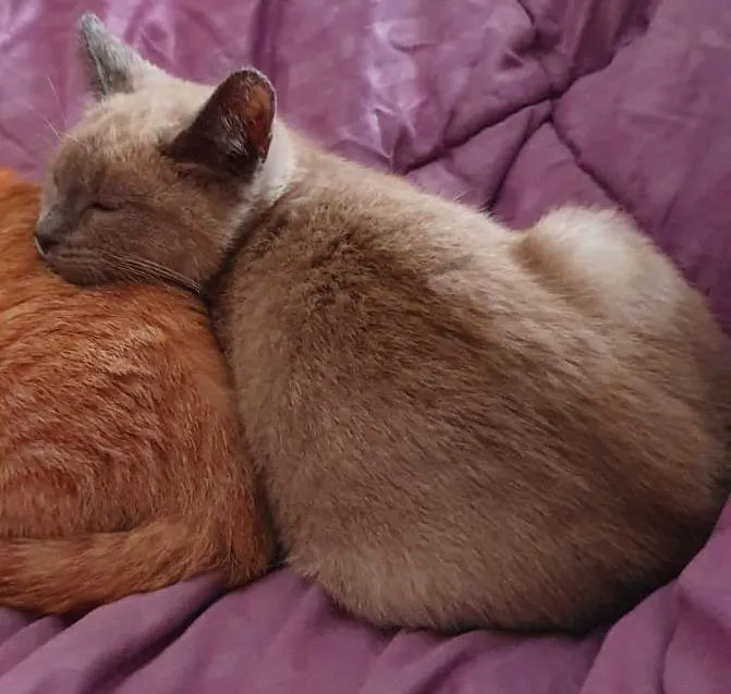 Gato ra a Felino SRD idade 2 a 6 meses nome Nuvem
