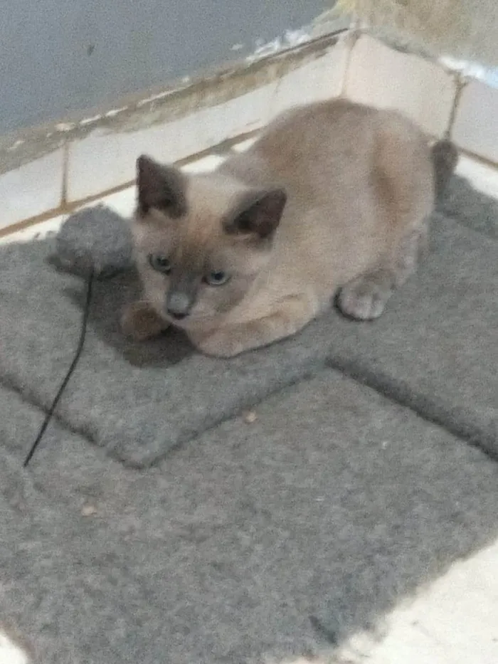 Gato ra a Felino SRD idade 2 a 6 meses nome Nuvem