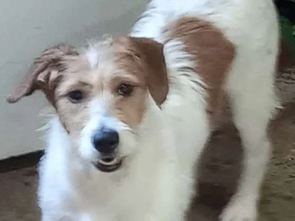 Cachorro raça SRD idade 1 ano nome Nick