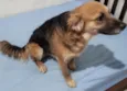Cachorro raça SRD  idade 1 ano nome Mel