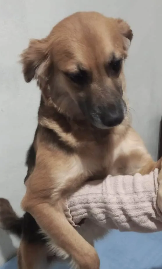 Cachorro raça SRD  idade 1 ano nome Mel