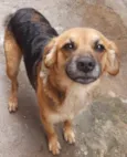 Cachorro raça SRD  idade 1 ano nome Mel