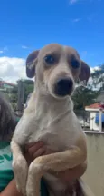 Cachorro raça SRD  idade 1 ano nome Caramel