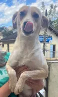 Cachorro raça SRD  idade 1 ano nome Caramel