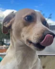 Cachorro raça SRD  idade 1 ano nome Caramel
