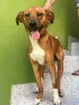 Cachorro raça SRD  idade 7 a 11 meses nome Lupi