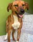 Cachorro raça SRD  idade 7 a 11 meses nome Lupi