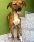 Cachorro raça SRD  idade 7 a 11 meses nome Lupi