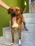 Cachorro raça SRD  idade 7 a 11 meses nome Lupi