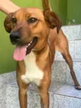 Cachorro raça SRD  idade 7 a 11 meses nome Lupi