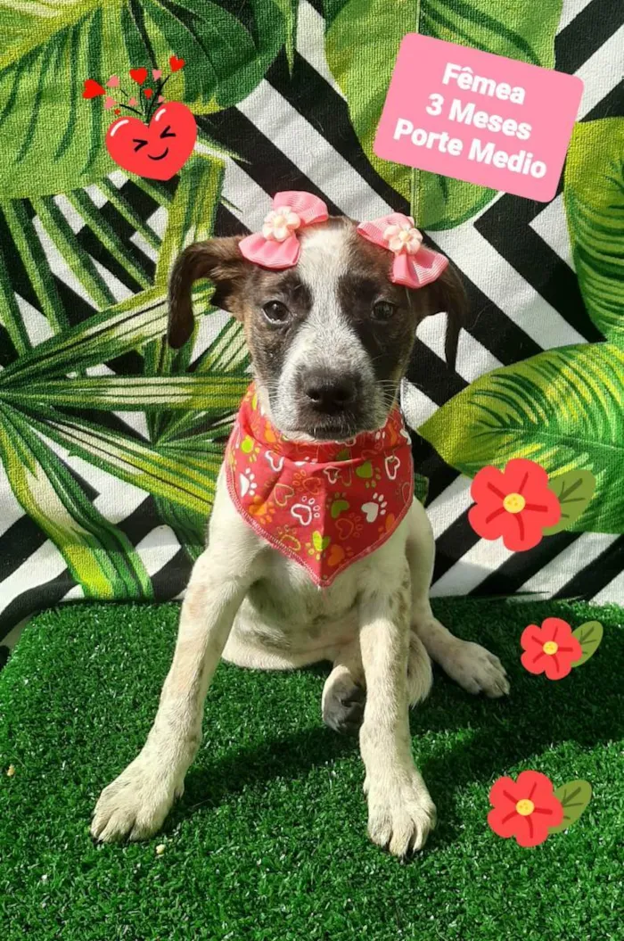 Cachorro raça Srd idade 2 a 6 meses nome Magali