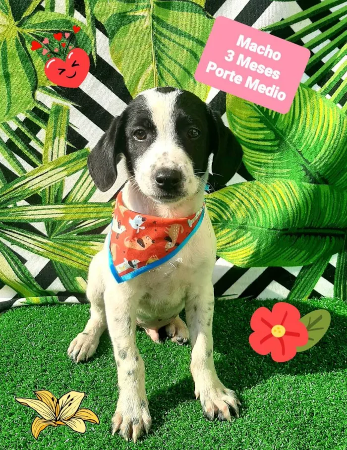 Cachorro raça Srd idade 2 a 6 meses nome Tobias