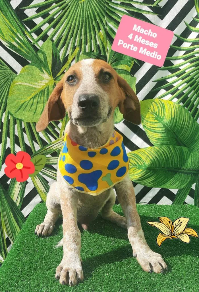 Cachorro raça Srd idade 2 a 6 meses nome Mike 